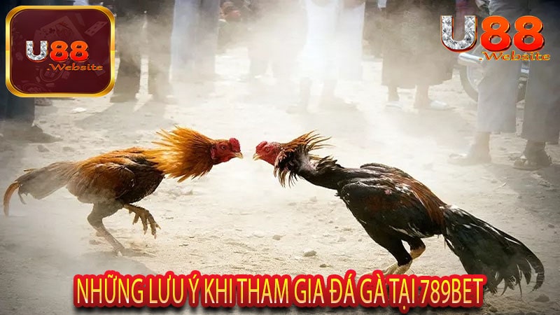 Đá Gà Chọi 789Bet Sân Chơi Mới Cho Các Tín Đồ Cá Cược 7 Những Lưu ý khi tham gia đá gà tại 789Bet